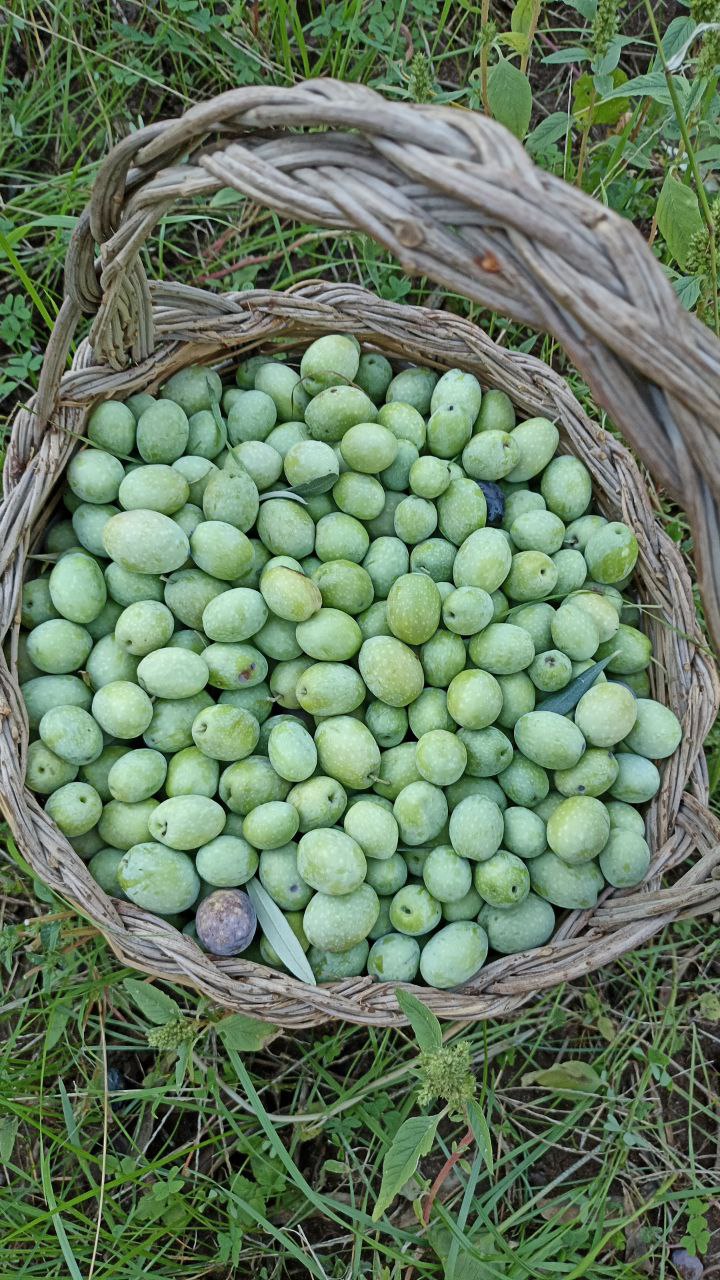 Handmade Southern Italy wooden basket filled with large green hand-picked olives