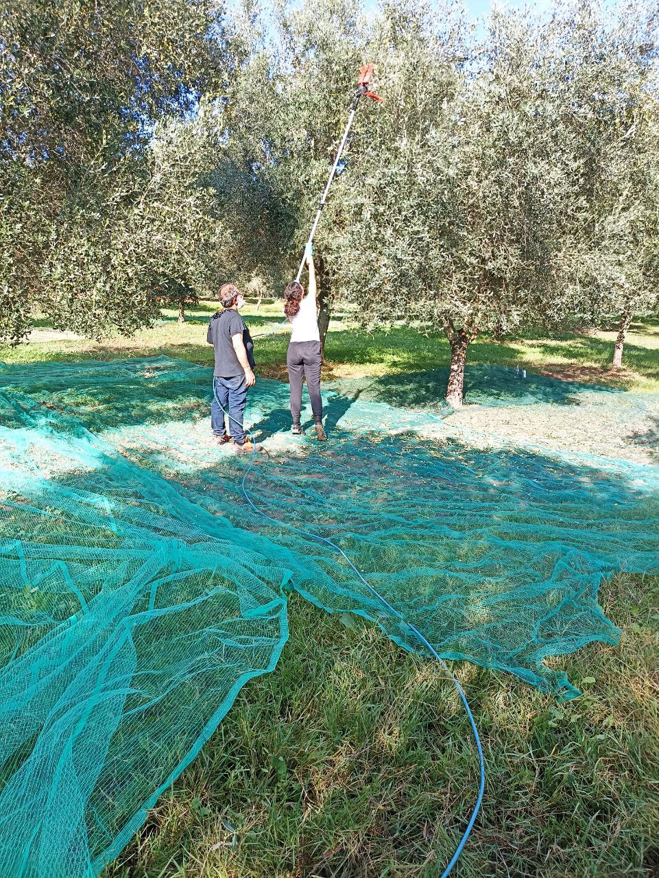 Olive harvesters using pneumatic rake with nets to gather olives