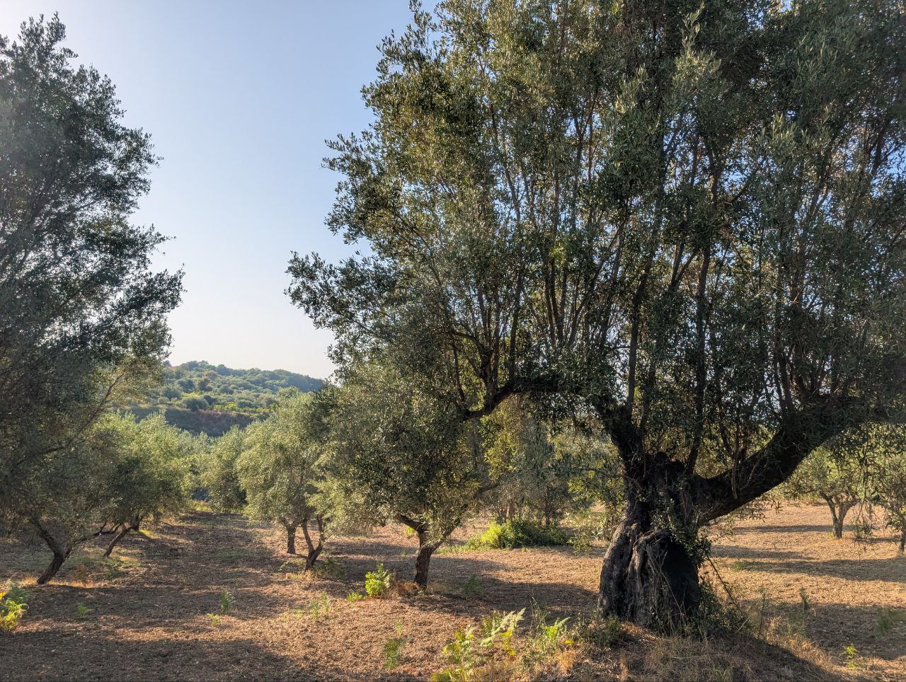Ancient centenary olive tree with intricate trunk in Favelloni grove