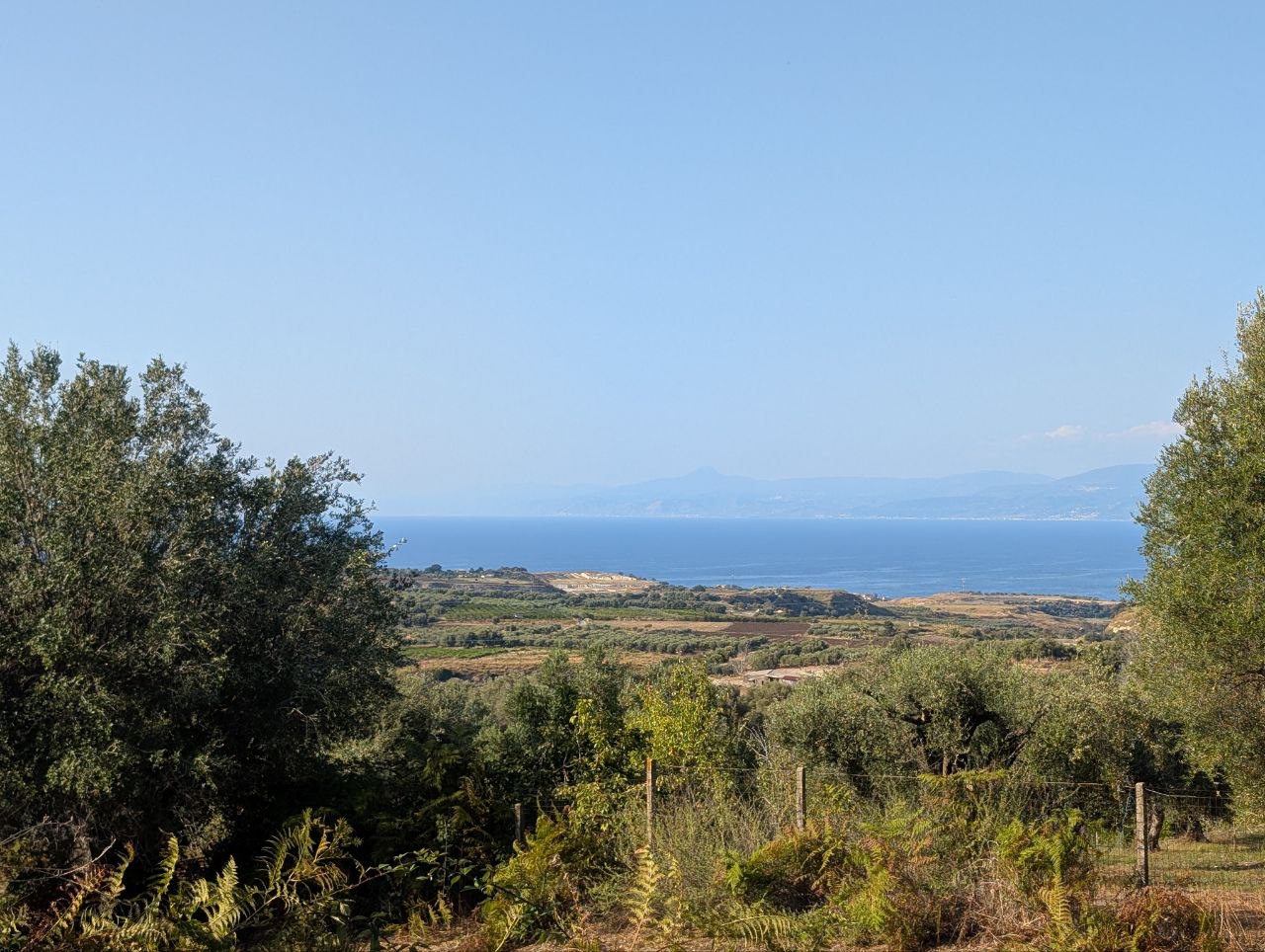 Olive grove in Favelloni with view of Tyrrhenian Sea, Southern Italy