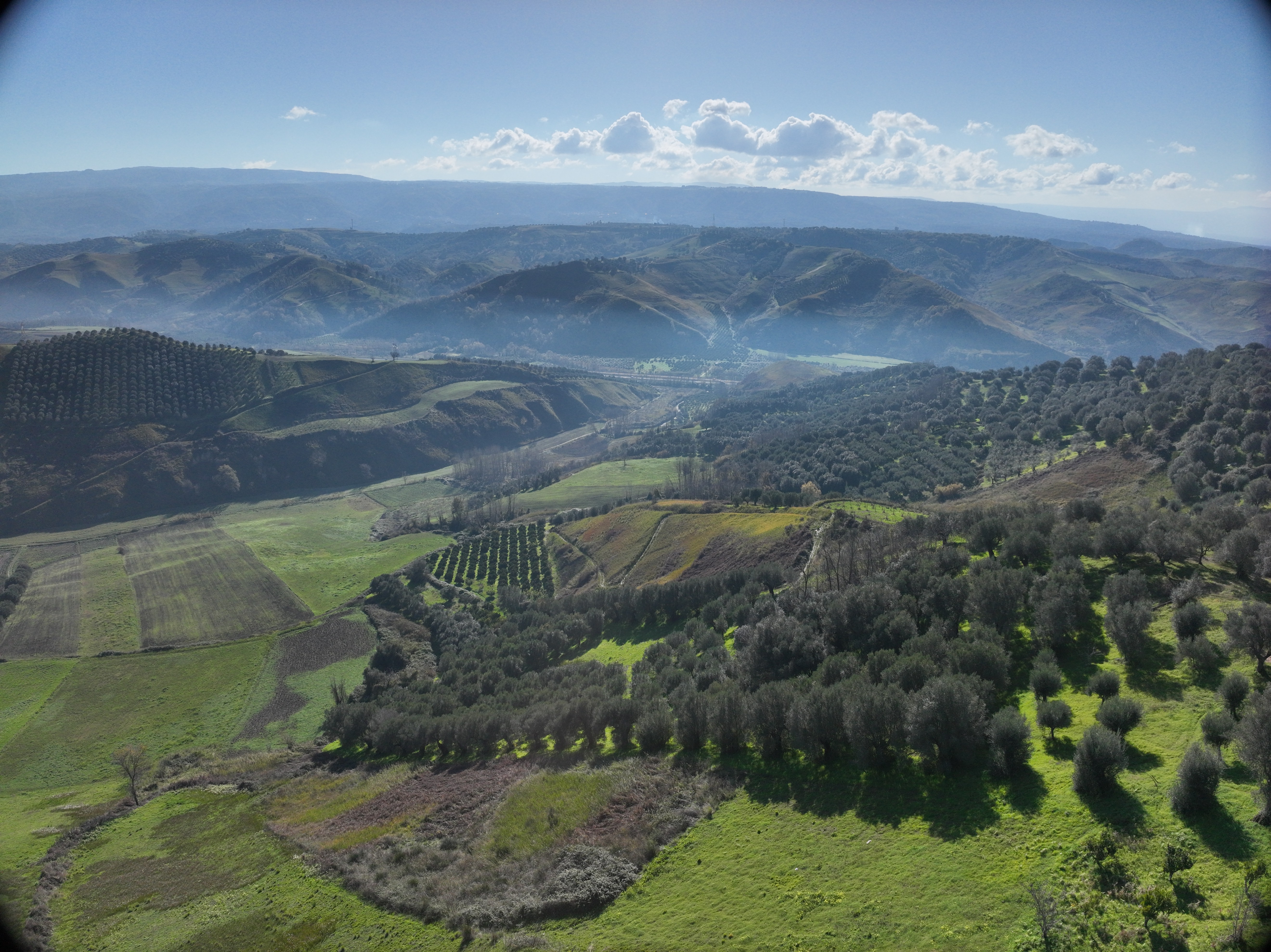 San Giovanni olive grove in Mileto hills with fog accumulating, mountains in background, grassland for sheep and cows