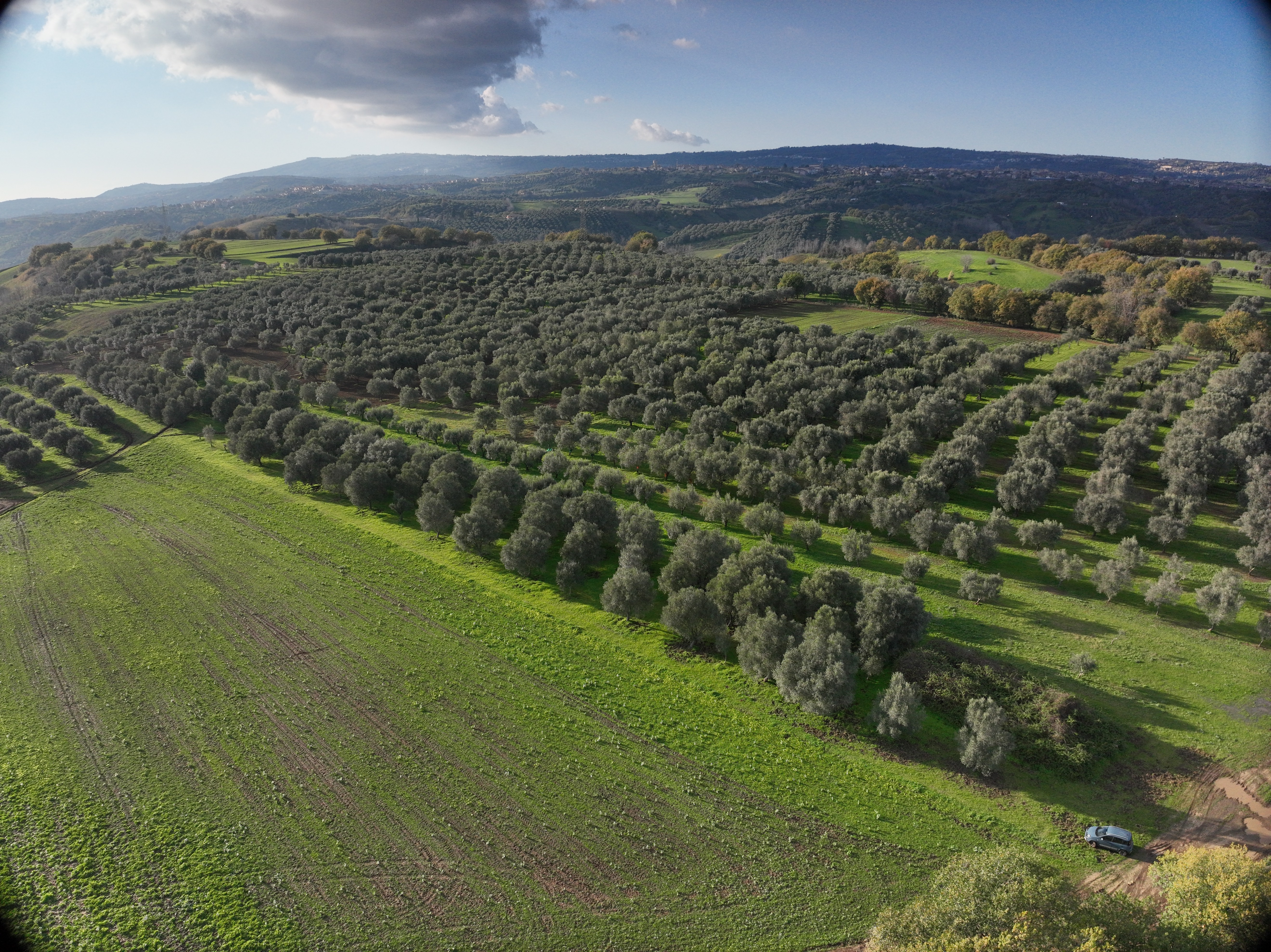 Sellari olive grove in Francica, city of oil, with hills in background and clear sky