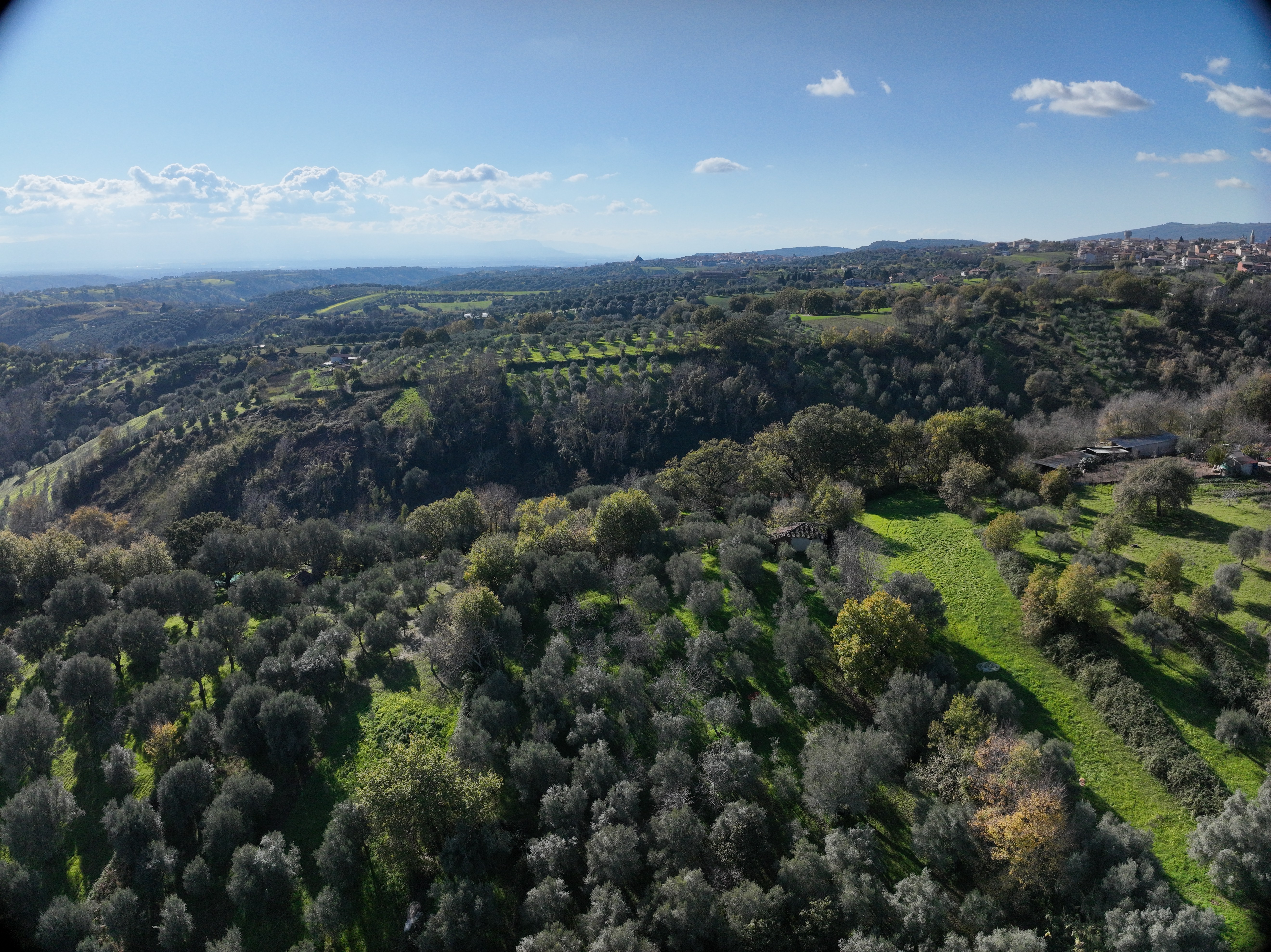 Vindacitu olive grove in Mileto on steep hill down to river with old house pagliaio, barn ruins, hills and town in background
