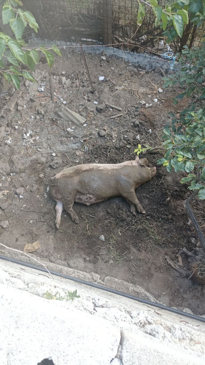 New piglet resting in mud under fruit trees after first meal, September 2025